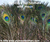 Nat. Peacock Feather 20"/25"