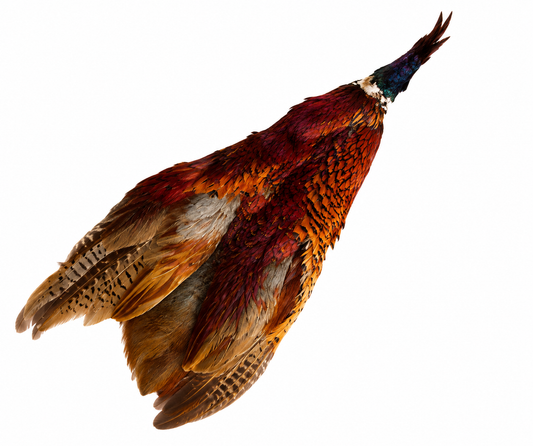 Ringneck Pelt (Skin)