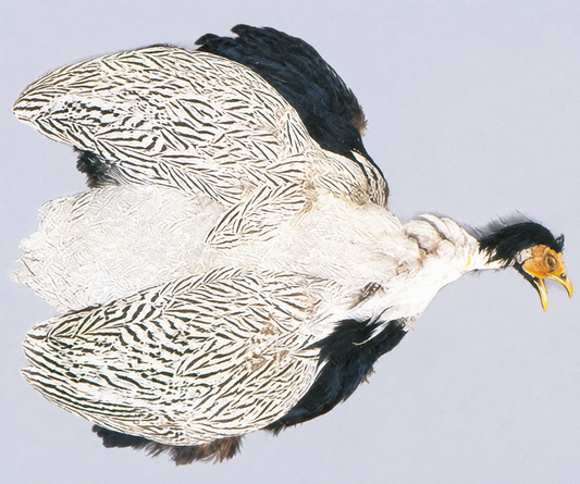 Silver Pheasant Pelt (Skin)
