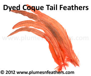 Coque Tail Bleached Dyed 10”/12” 10 Pcs.