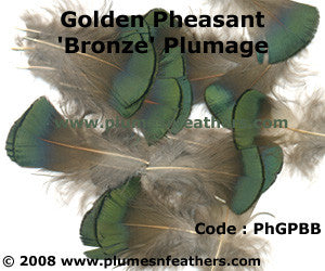 Golden Plumage 'C'