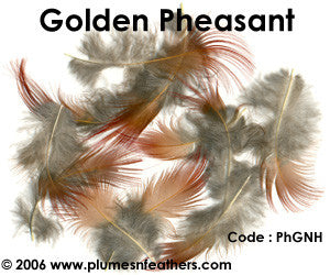 Golden Plumage 'A'