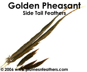 Golden Nat. Sidetail 14"/16"