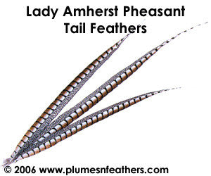 Lady Amherst Nat. Sidetail 18"/20"