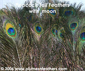 Nat. Peacock Feather 20"/25"