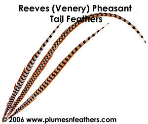 Reeves (Venery) Nat. Sidetail 25"/30"