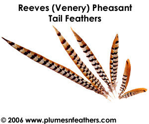 Reeves (Venery) Nat. Sidetail 18"/20"