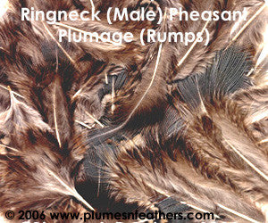 Ringneck Plumage 'Rump' 'S'