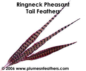 Ringneck Nat. Sidetail 24"/26"