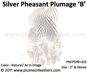 Silver Pheasant Plumage 3" Dn ‘B’ 25Pcs Pack