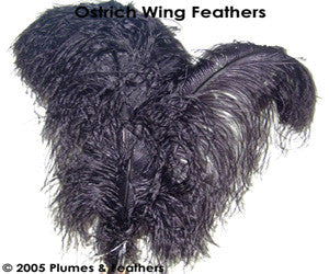 Ostrich Wing Dyed 13"/17"